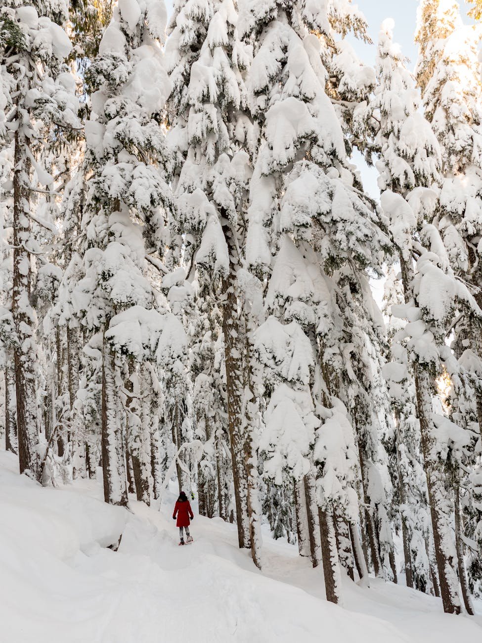 snow covered trees