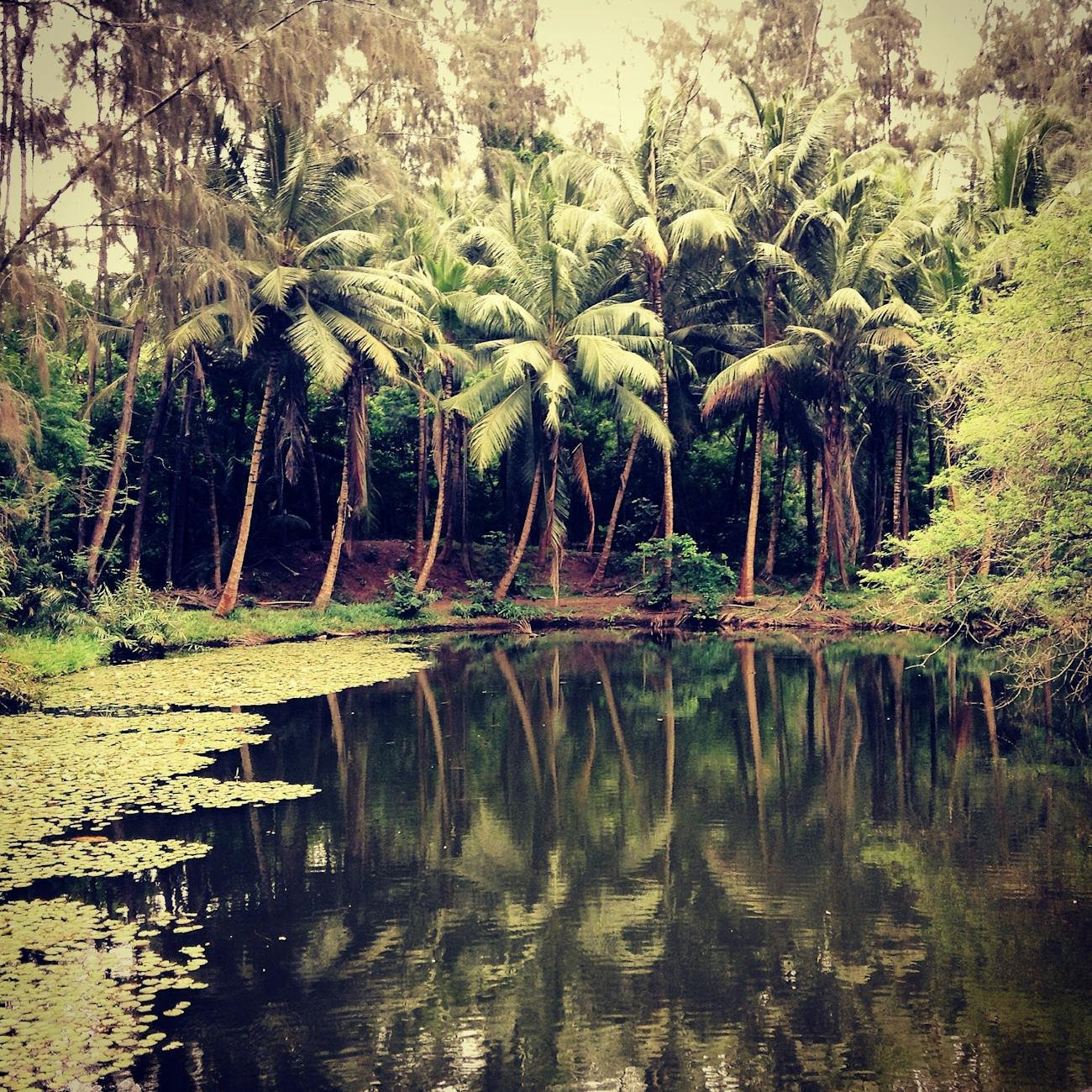 green trees near body of water during daytime