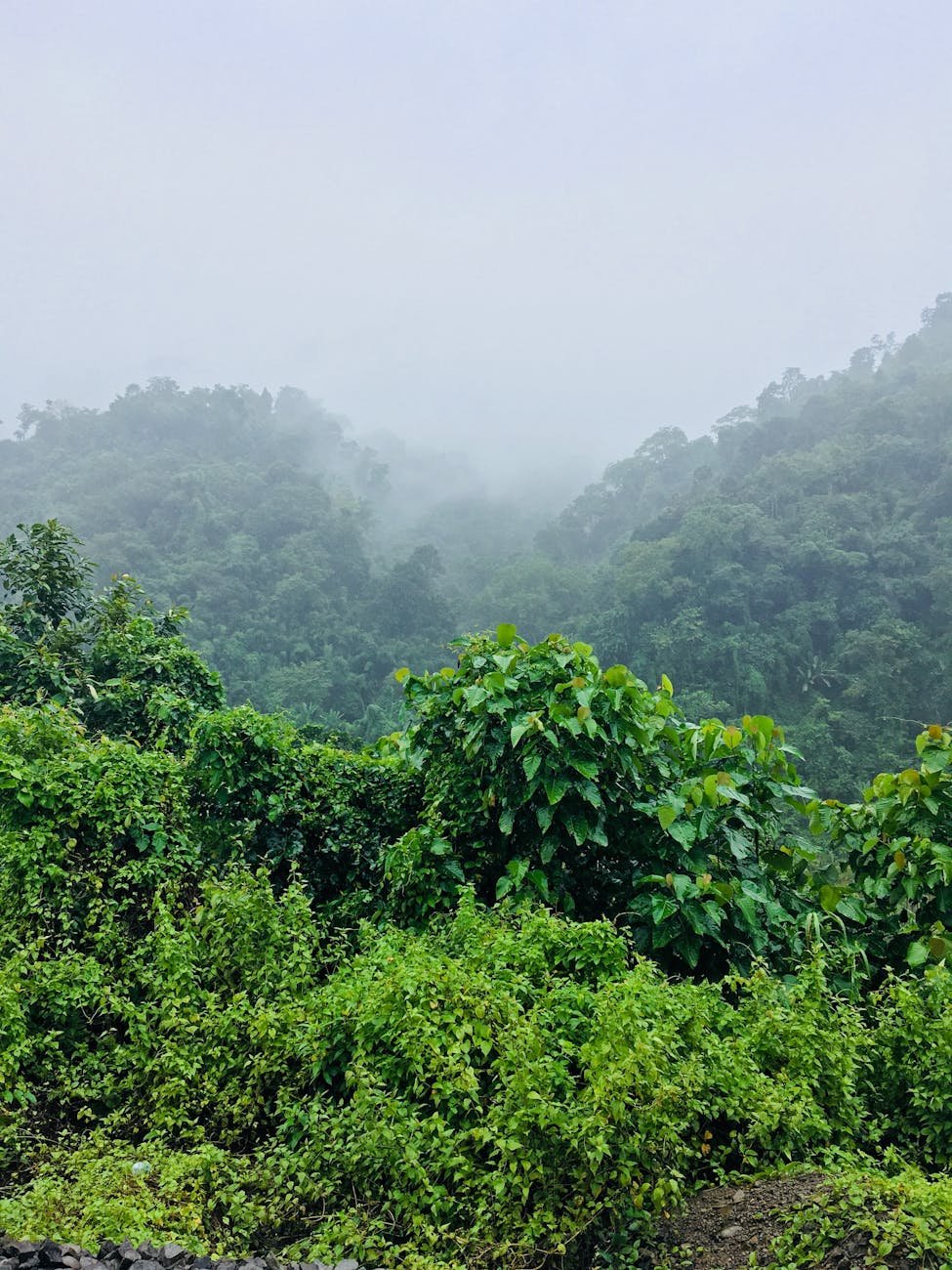green leafed plants under foggy morning